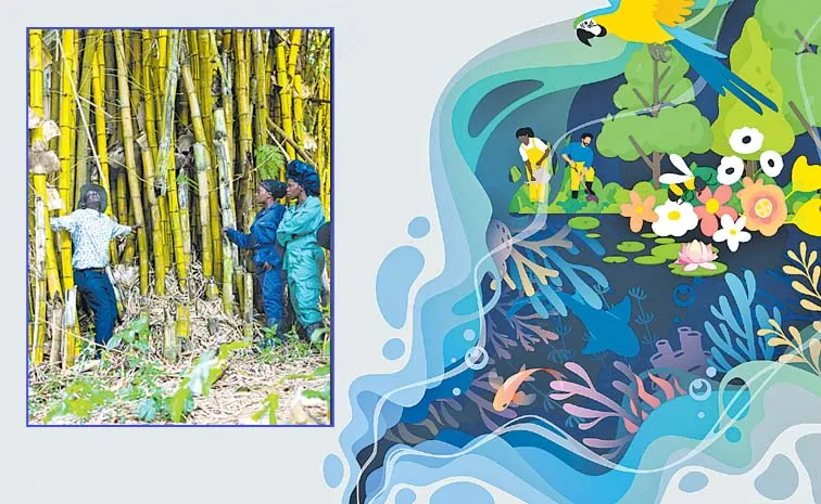 Ecosystem Restoration Global Report Agroforestry Green Jobs