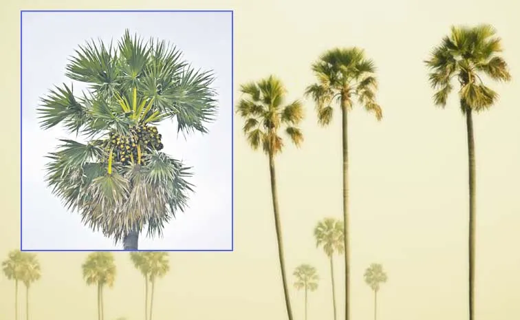 Palmyra Palm Tree Multiple Uses And Benefits