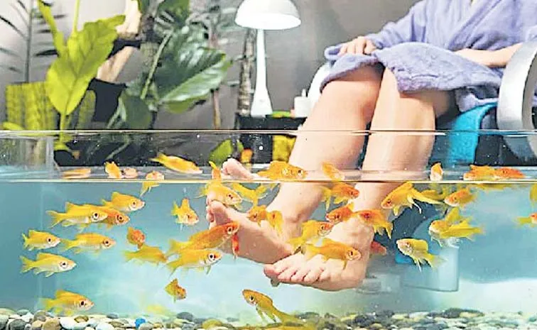 Fish Pedicure Health Risks And Infections