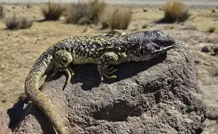 Peru Home To 296 Species Of lizard Finds One More