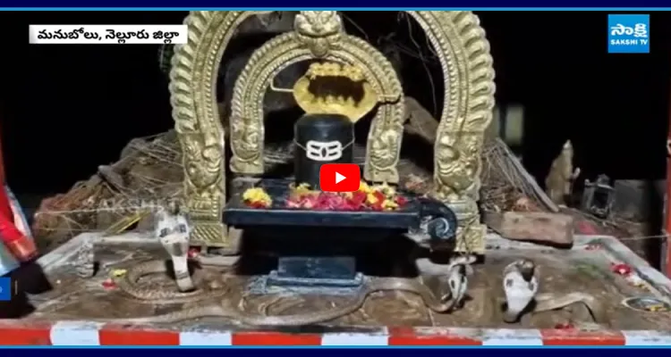 శివలింగం చుట్టూ నాగుపాముల ప్రదక్షిణలు