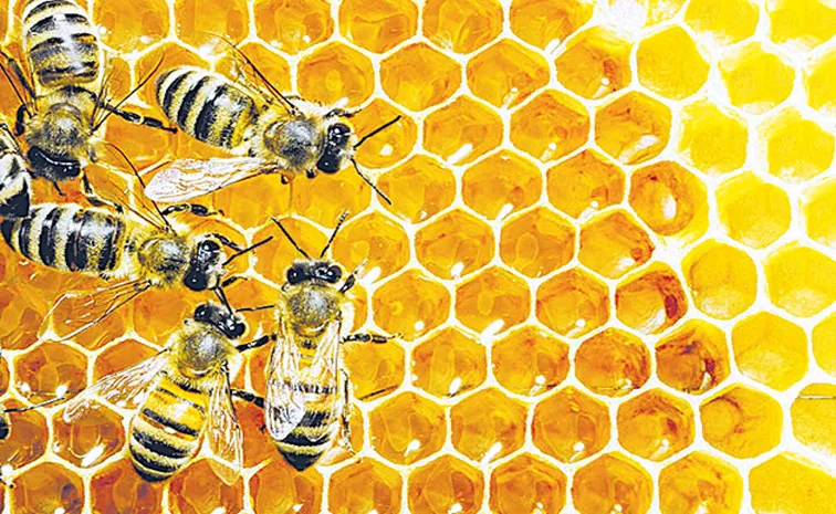 Pakistani terrorists used Ayurvedic honey remedy to heal wounds2