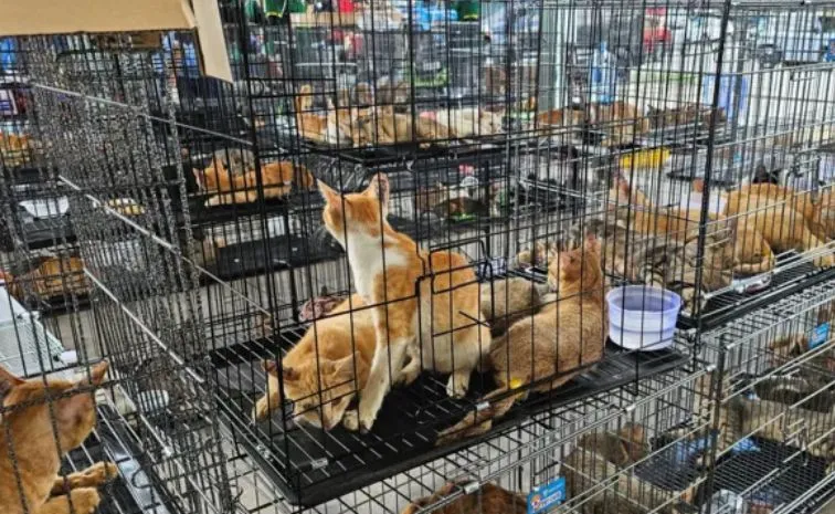 Twelve arrested for allegedly stole cats in Vietnam