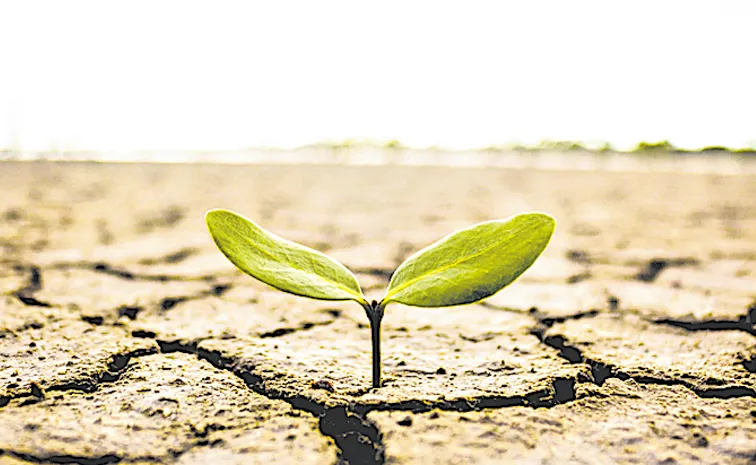 ElNino threatens agricultural production and food security