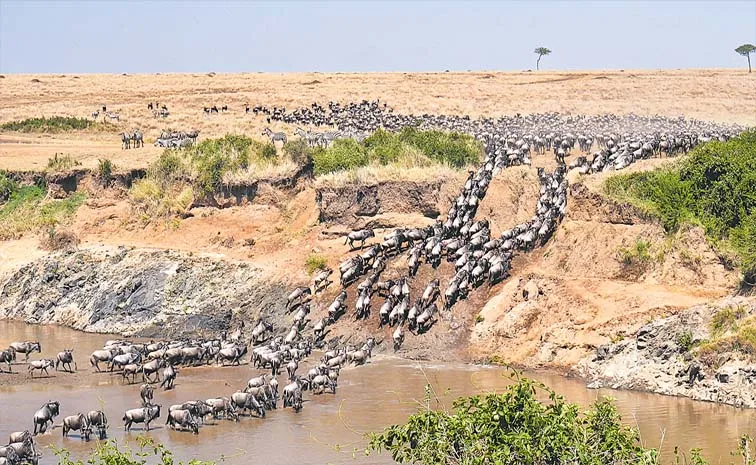 Maasai Mara Kenya Safari Wildlife Travel Guide