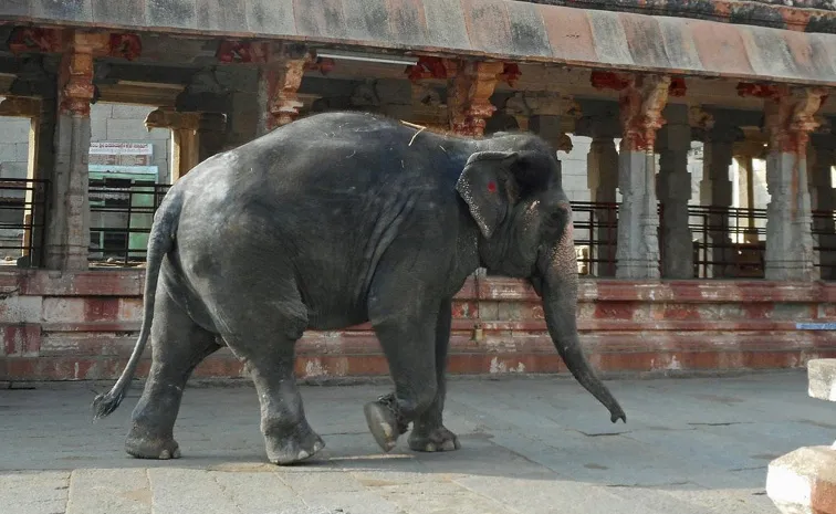 Elephant attack on Maavati serious injuries
