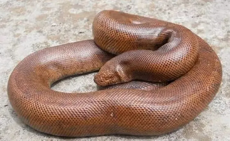 Two Headed Snake Worth 1Crore