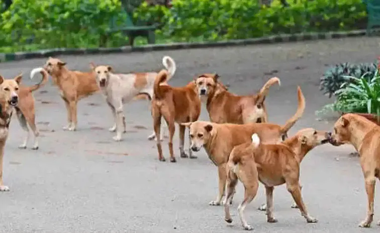 How human food cause obesity in dogs details here