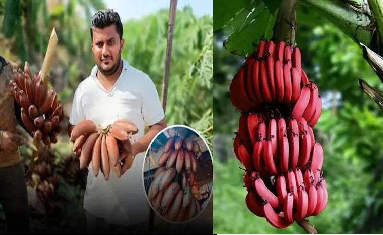 Success Sotry: Maharashtra Civil Engineer Turns Farmer Earns 35 Lakh