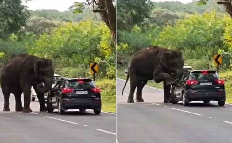 Wild elephant climbs onto moving car  