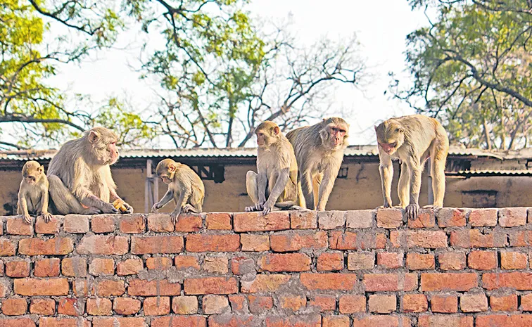 Government launches survey to address monkey problem