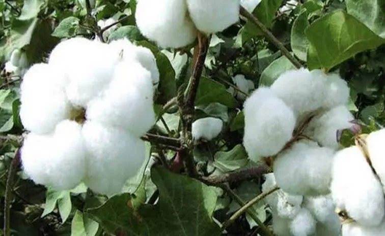 Sagubadi: Kasturi Cotton - Reforms aimed at empowering cotton farmers