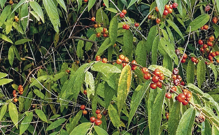 sagubadi: Where to find Jivilila Pandlu and Parika fruit plants 