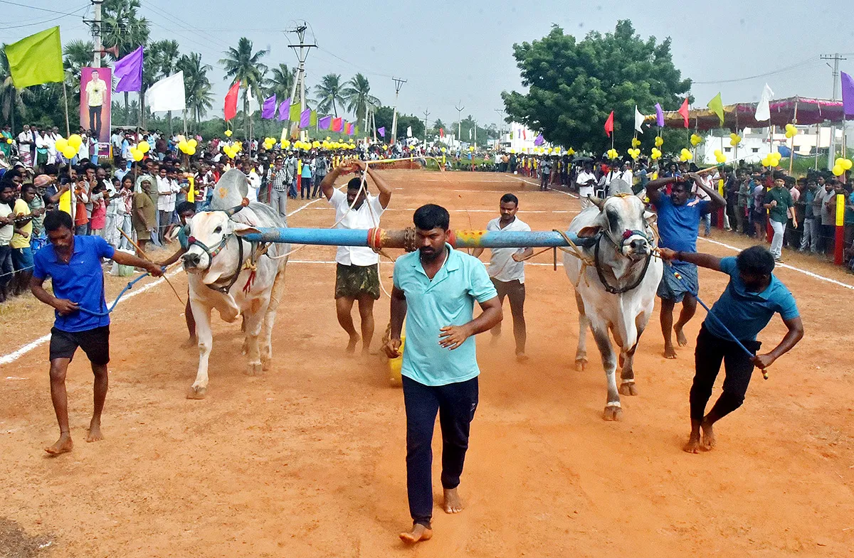 Sankranti 2025 : Bull Race in Nellore District Photos Goes Viral