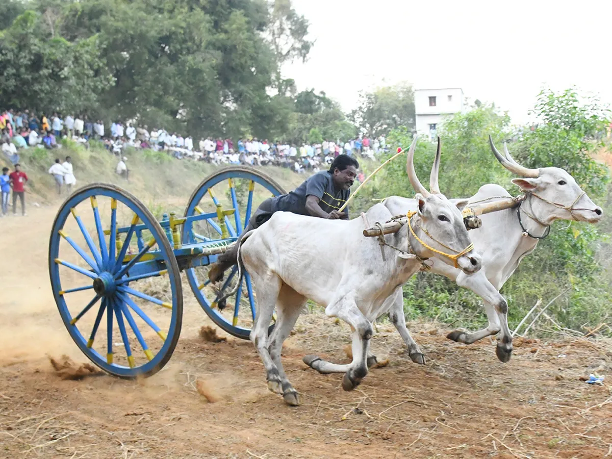 Bull Race in Chowduvada village Anakapalle district