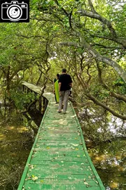 Coringa Wildlife Sanctuary Near Kakinada in Andhra Pradesh Photos2