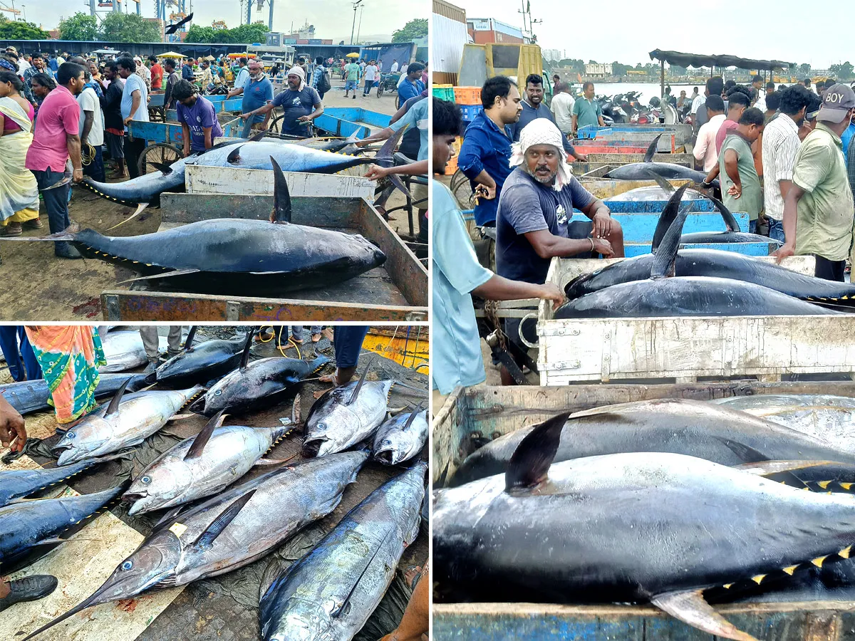 విశాఖపట్నం : వలకు చిక్కిన భారీ ట్యూనా, కొమ్ము కోనాం చేపలు (ఫొటోలు)