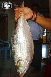 East Godavari : Pulasa Fish Recipe Photos5
