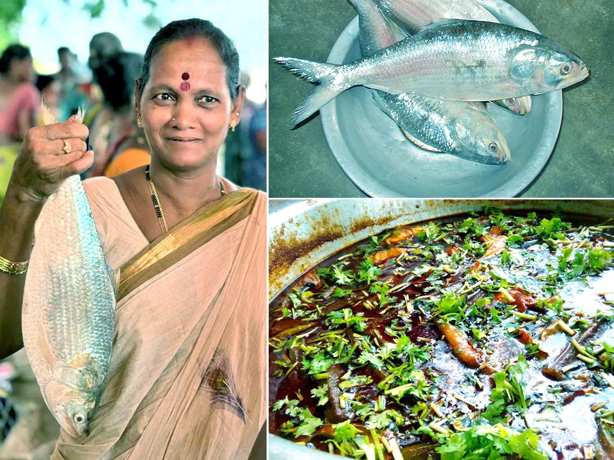 నోరూరించే పులస వచ్చేస్తోంది..రెడీనా! (ఫొటోలు)