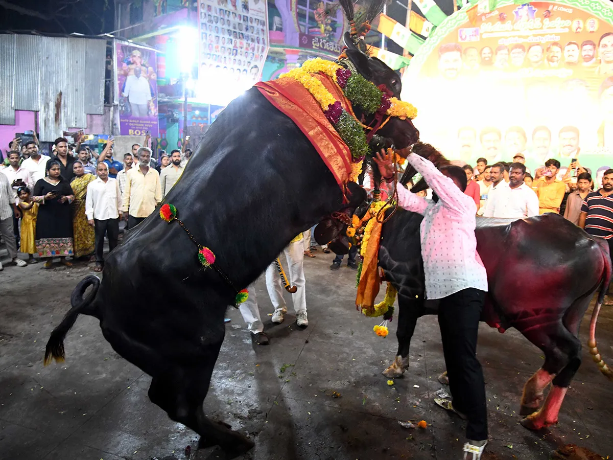 ఘనంగా సదర్ ఉత్సవాలు..ఆకట్టుకుంటున్న దున్నపోతుల విన్యాసాలు (ఫొటోలు)