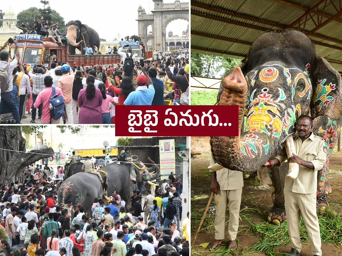 Elephant in Mysore Dasara Festival Viral Photos